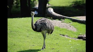Ostrich tries to escape but it's stopped by barrier