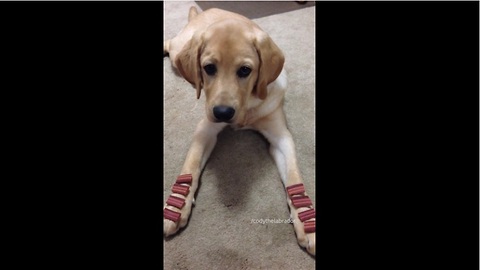 Labrador exhibits incredible self-control during training