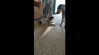 Doggy and puppy playtime will melt your heart