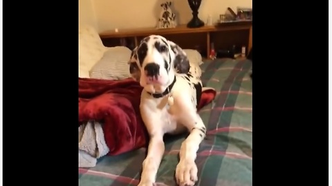 Great Dane puppy refuses to get off bed