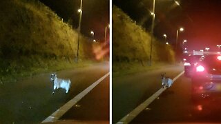GOAT-ORWAY! ANIMALS SCATTERED ACROSS THE M62 CAUSING TRAFFIC PROBLEMS