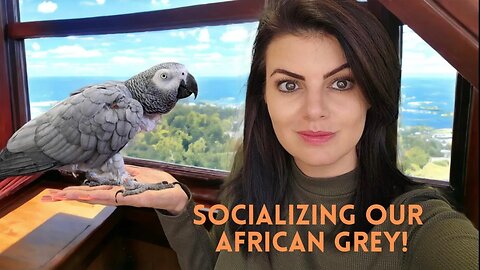 How we socialized our African Grey on Day 1 - Unseen Footage!!!