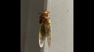 Cicada belly
