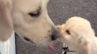Rufus the Golden adorably cleans up puppies after breakfast time