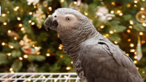 TALKING PARROT WISHES MERRY CHRISTMAS AND A HAPPY NEW YEAR