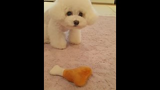 Hilarious poodle desperately wants owner to throw toy