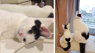 Tiny kitty wins online fans with amazing heart-shaped marking on pristine white coat