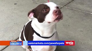 Weis Markets - Paws for Pets 2021