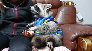 Pajama-wearing raccoon enjoys tasty snack with his owner