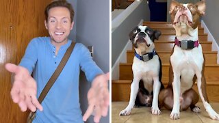 Dogs have hilarious reaction when owner comes home