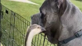 Dog and goose form unbelievable close bond