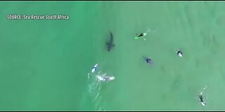 Surfer has close encounter with great white shark