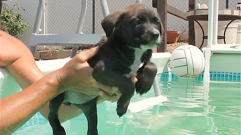 Puppy's First Swim Becomes The Adorable Mid-Air Puppy Paddle