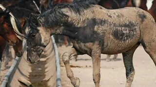 Report, emails indicate failures in Cañon City facility where 145 wild horses died in equine flu outbreak