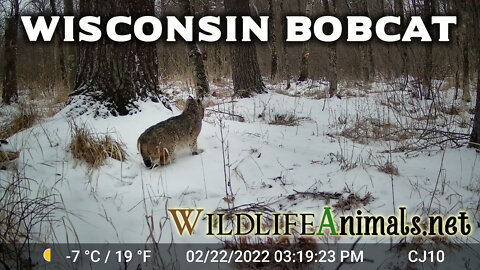 Wisconsin Bobcat under Big Pine Trees Hunting Video 2-27-2022 - Winter - Day