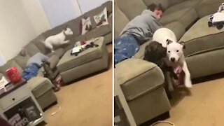 Excited pup does zoomies all over man lying on the couch