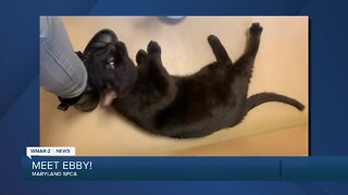 Ebby the cat is up for adoption at the Maryland SPCA