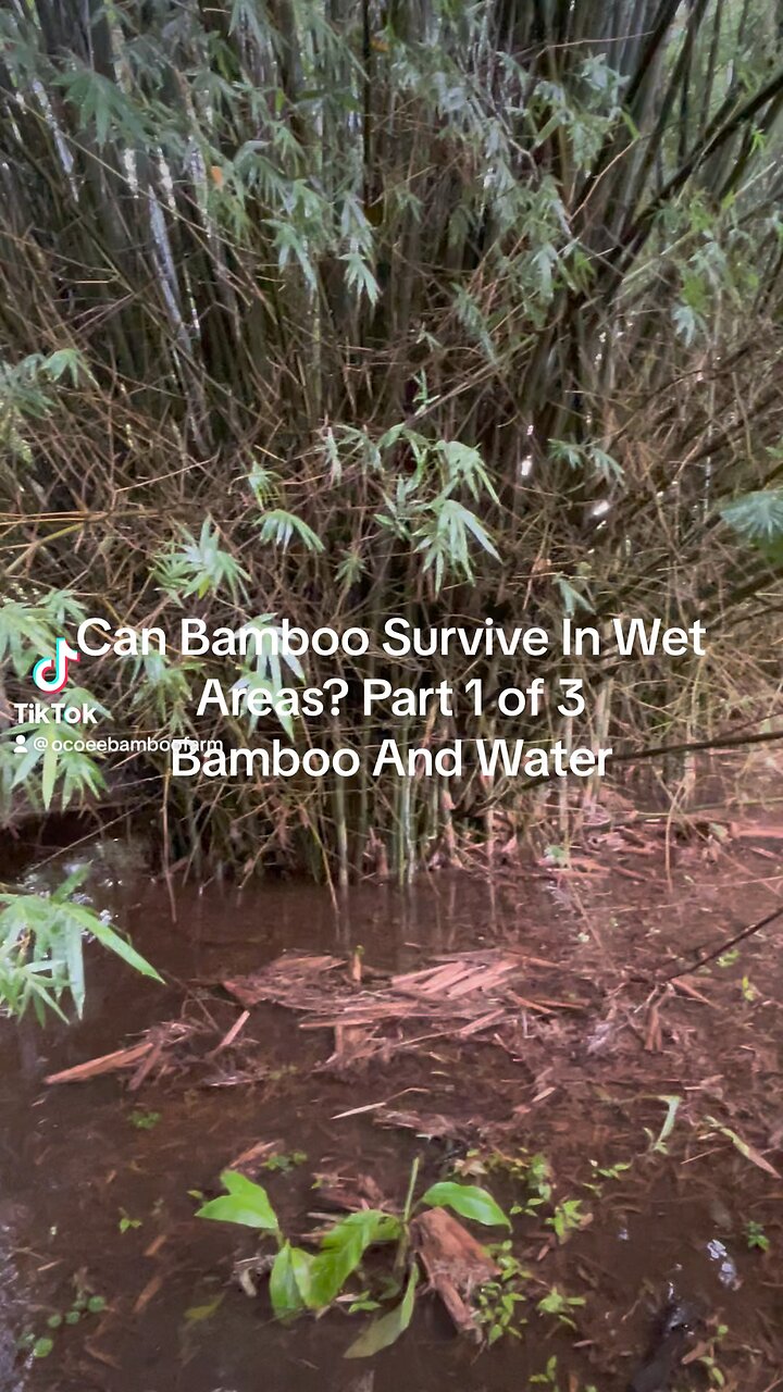 Can Bamboo Survive In Wet Areas?