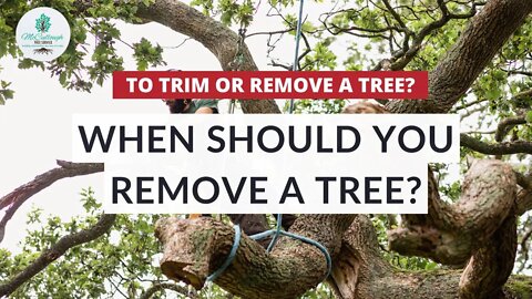 6 WARNING Signs It Might Be Time To Remove Your Tree