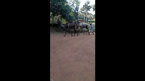 Entebbe Zoo (2) - Walking Camels