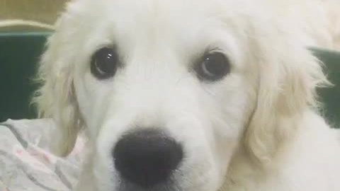 Puppy confused by the sound of her own hiccups