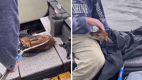 Local fisherman saves baby deer from certain death