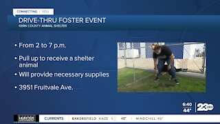 Foster a shelter pet during the holidays