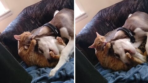 Cat gives bath to doggy best friend