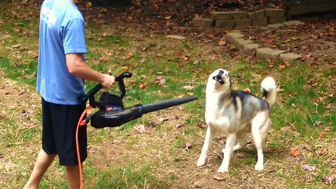 Husky Is Totally Obsessed With Leaf Blower