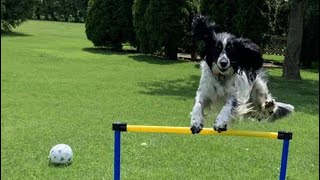 Dog jumps in slow motion
