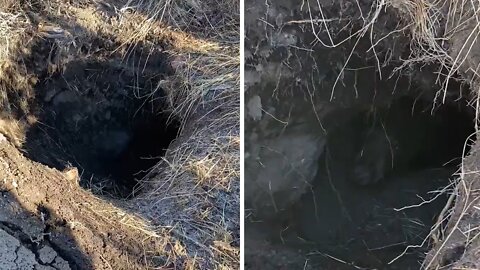 Hunters stumble across bear in its den