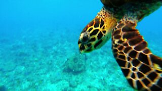 Sea turtle heads straight for diver to bite his camera lens and check him out