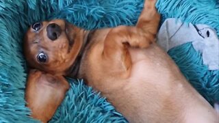Dachshund puppy adorably demands more belly rubs