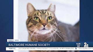 GMM Shout out: Baltimore Humane Society