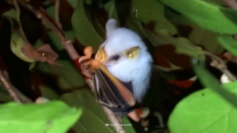 Honduran White Bats Are the Cutest