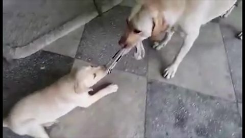 Puppy challenges his mother to tug-of-war match