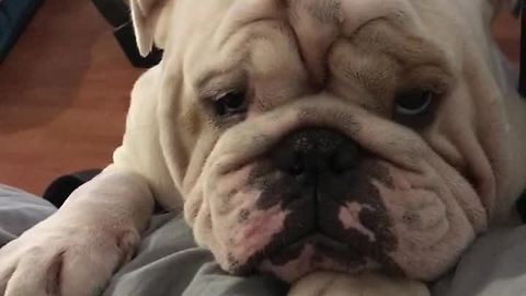 Bulldog bargains for spot on owner's bed
