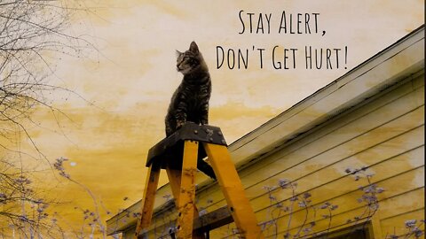 Otis Cat: If Your Ladder Is Shaky Then You Might End Up Feeling Achy!