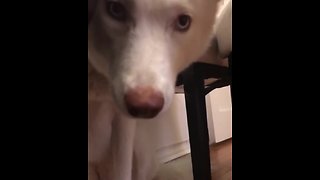 Super Guilty Husky Tries To Hide From Its Owner's Reprimand