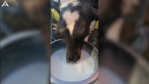 Hairless Calf Born With Heart On His Head Leaves Farmer In Awe In Denmark