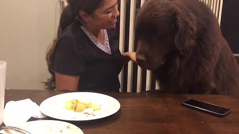 Dog Cons Owner For Hug, Steals Her Dinner