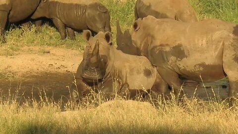 Itchy rhino decides to use brother's backside as rubbing post
