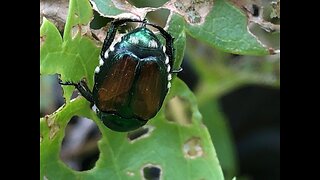 Japanese Beetles lay waste to rose gardens, grape vines, fruit trees along Front Range