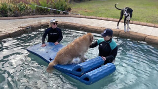 Great Dane watches in disbelief at Golden Retriever swims in pool