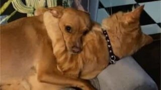 Cat and dog hug each other like family