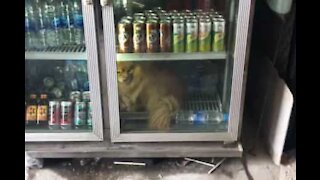 Dog chills in fridge, literally