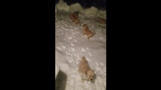 Puppies Play In Their First Snowstorm