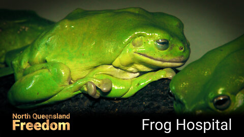Frog Hospital