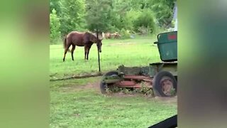 Playful colt loves chasing doggy friend around the property