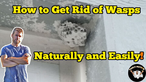 How to Get Rid of Wasps Naturally and Easily